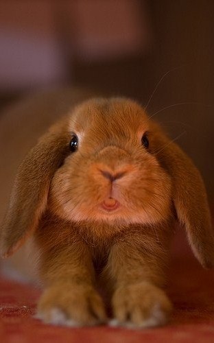 Оленька Резник ✂ ♥ ✂ | Санкт-Петербург