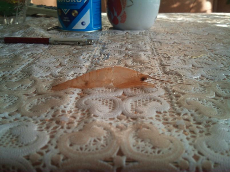 №6, Виталий Лашманов, 37 лет, Казань, Россия №6, Виталий Лашманов, 37 лет, Казань, Россия