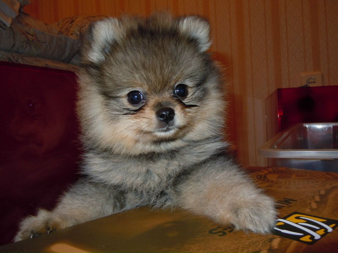 Елена Сотникова | Санкт-Петербург