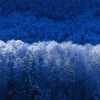 Аватар: Альона Шелюстенкої