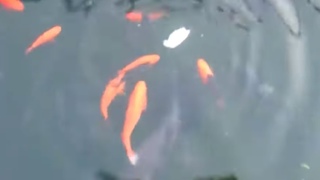 Wild rats steal fish food and swim away