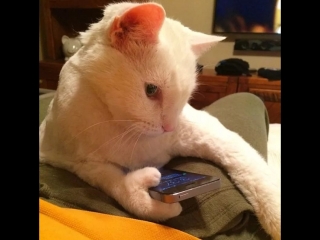 Коты С Озвучкой Новый Год Коты С Озвучкой Новый Год