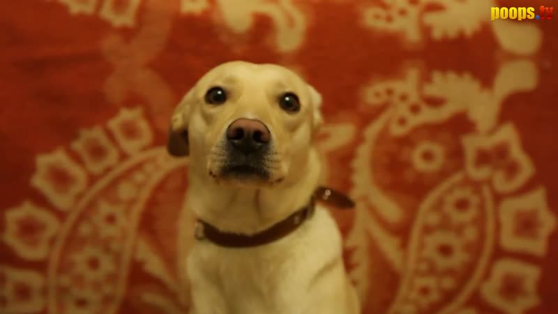 Шарик Шоу (выпуск