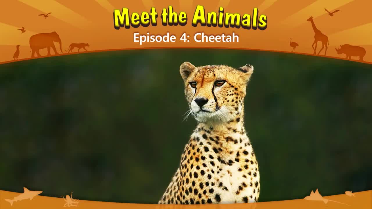 Meet the Animals 4 Cheetah Wild Animals Little Fox Animated Stories for Kids