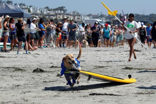 Соревнования по сёрфингу среди собак Top Surf Dog 2019 в Калифорнии В городе Дель-Мар, штат Калифорния, США, 8 сентября прошло ежегодное соревнование по сёрфингу среди собак Top Surf Dog 2019,