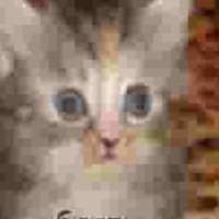 Саша Новиков