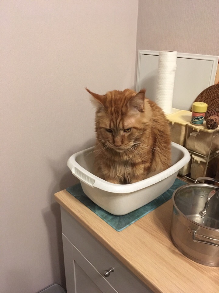 Кошки в нашей жизни. Кошки и все, что с ними связано.