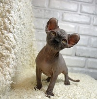 Елена Морозова