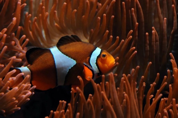 рыба клоун съедобная. морская рыба клоун. клоун кларка шоколадный , l /amphiprion clarkii. амфиприон немо. клоун премнас желтополосый (красный желтополосый клоун).