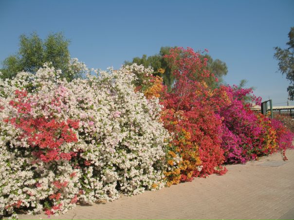 №87, Елена Романова №87, Елена Романова