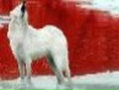 Ирина Новикова (KissMoon) | Кимры