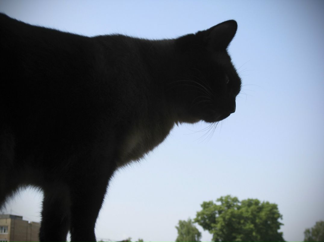 Максим Лесовой | Коломна