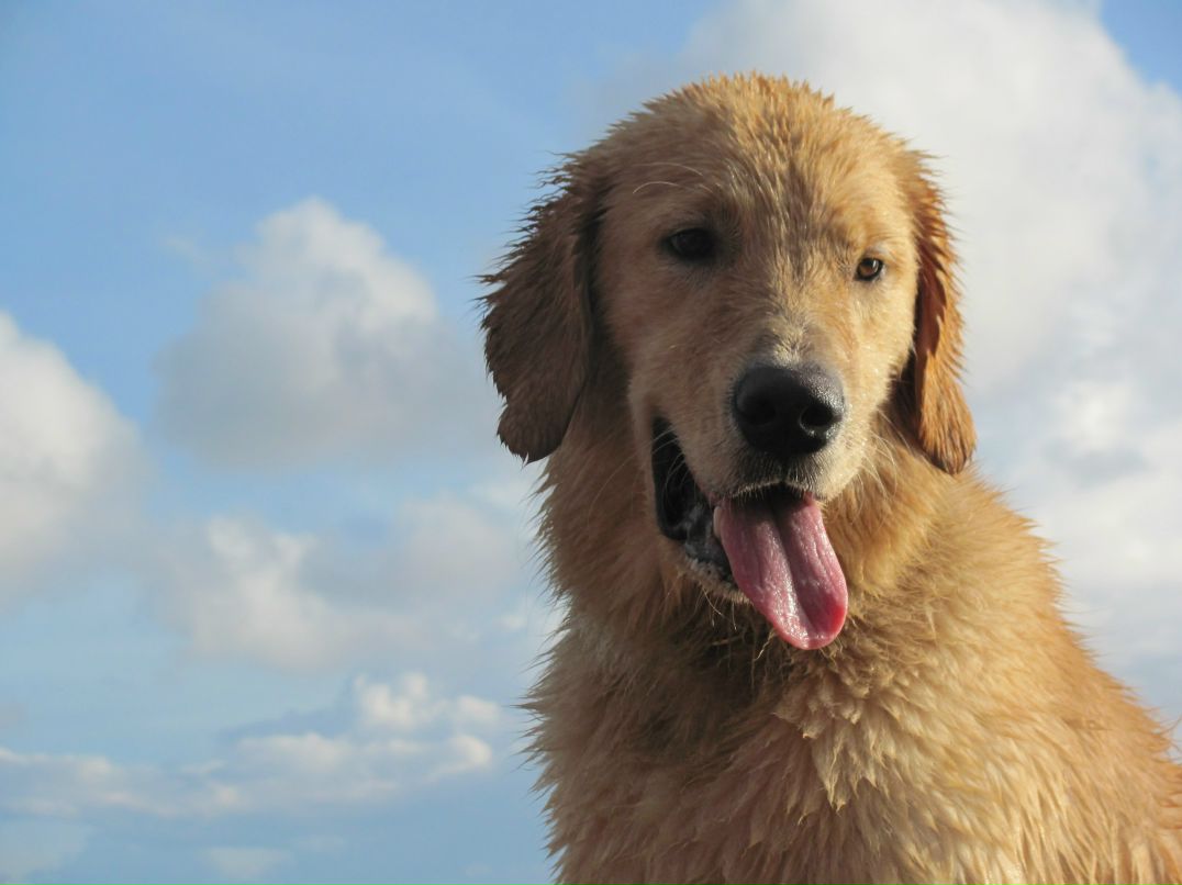 Алла Обиремко | Днепр (Днепропетровск)