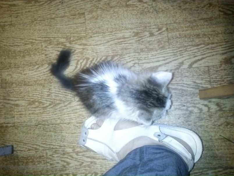 №46, Нина Резниченко, Киев №46, Нина Резниченко, Киев