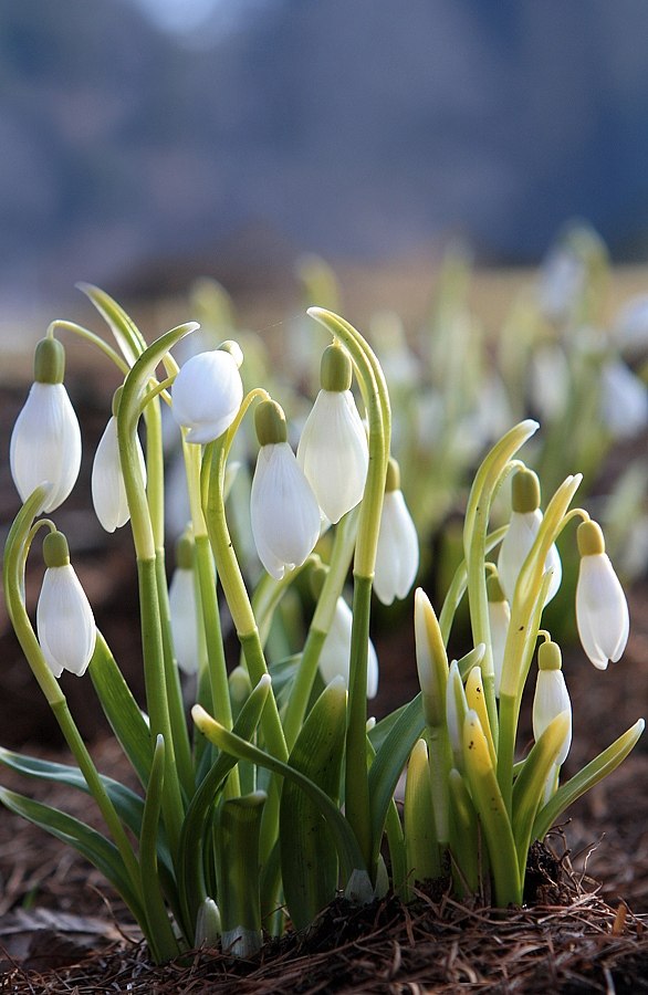 Елена Большакова | Санкт-Петербург