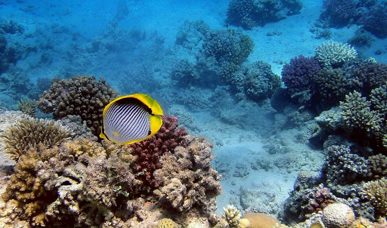 Александр Кирпичёнок | Санкт-Петербург