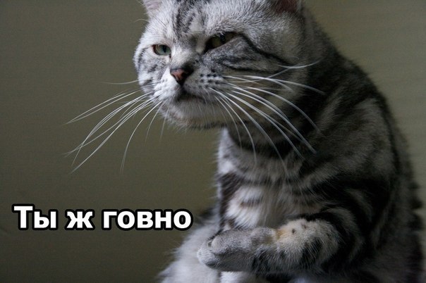 Наталья Гаврилова | Мостовка