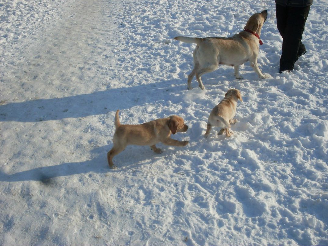 Диана Оренко | Киев