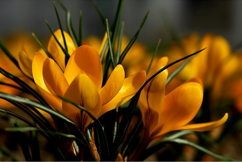 Катерина Соколова | Орехово-Зуево