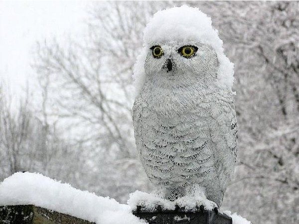 №161, Наталья Колотовкина, Луганск №161, Наталья Колотовкина, Луганск