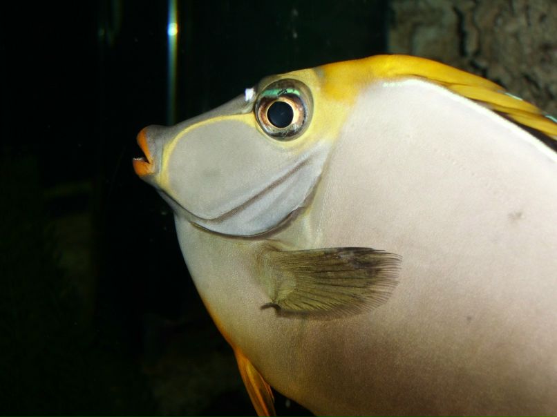 Элла Пастушенко | Нижневартовск