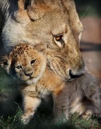 Владислава Кликовская | Киев