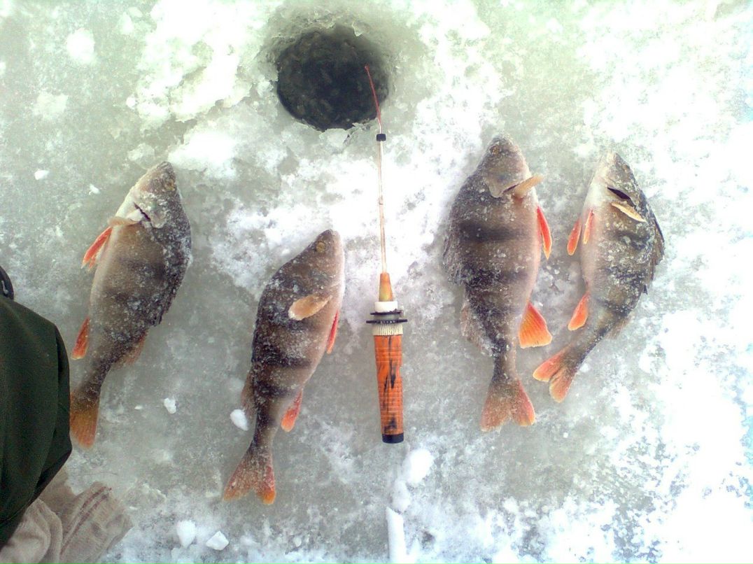 Вадим Козич | Минск