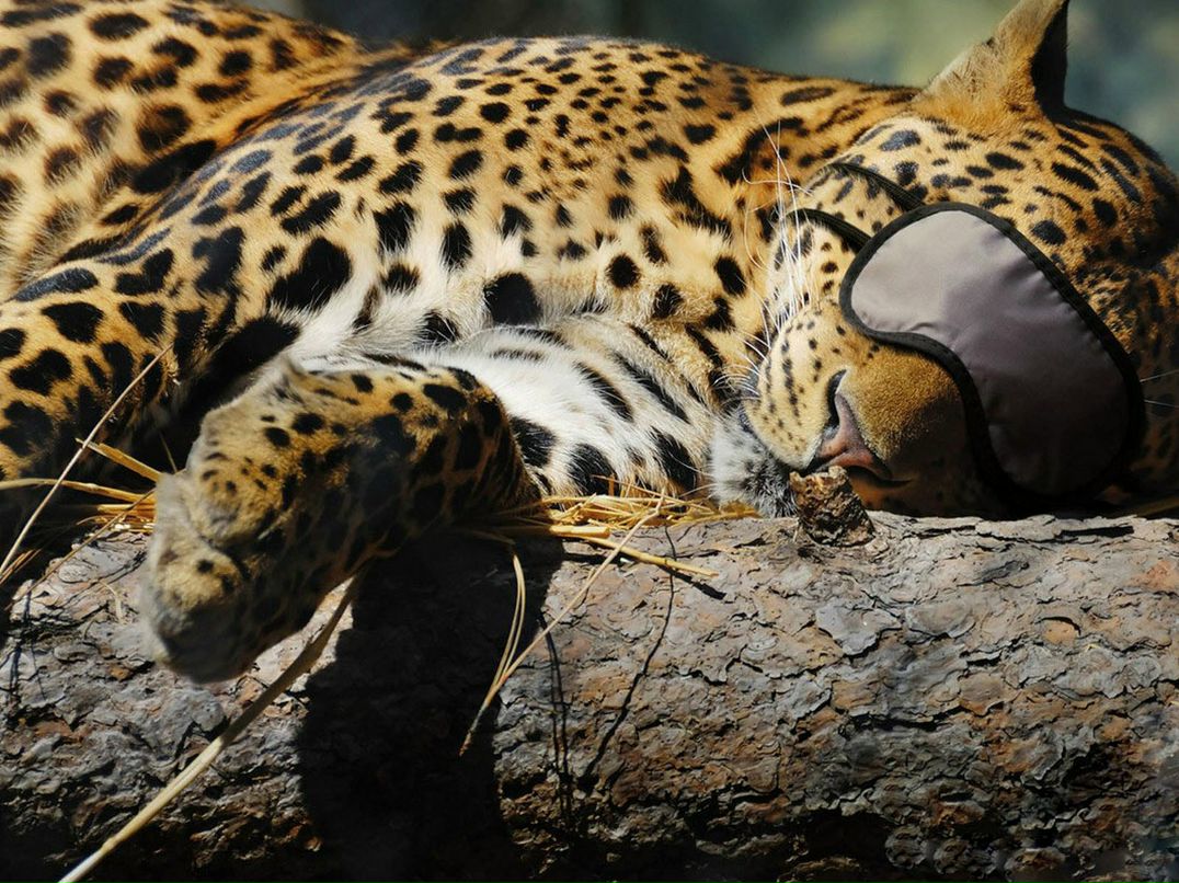 Александр Трегубенко TiMBoooM | Одесса