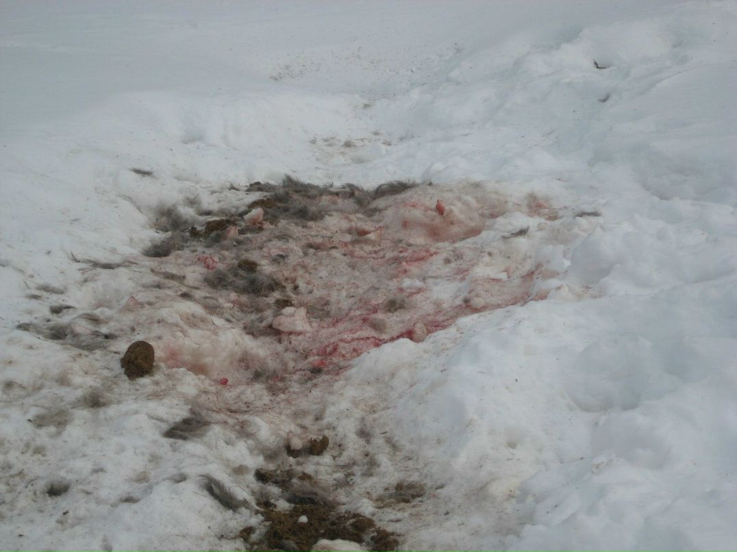 Иван Сусанин | Красноярск