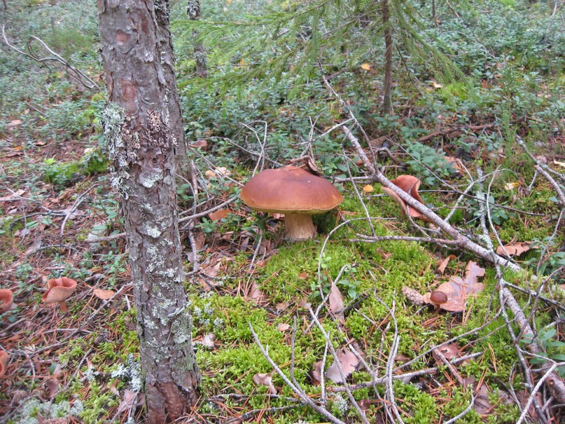 Павел Дерябин | Санкт-Петербург
