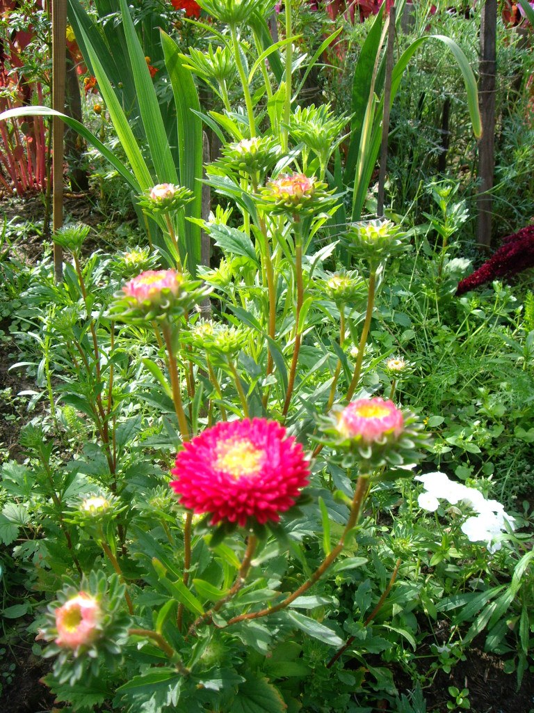 Александр Антонов | Москва