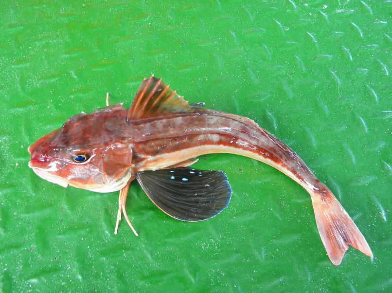 Сергей Ловиков | 