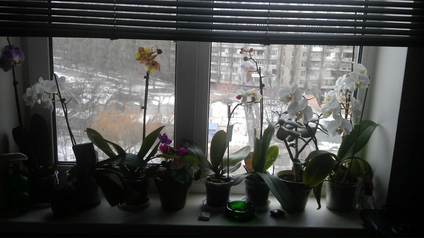 Алла Пономаренко | Днепр (Днепропетровск)