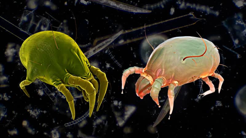 Наглядная биология, 25 Пылевые клещи ( House dust mite). Эти существа