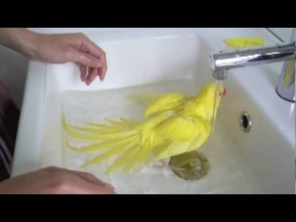 Ringo the Indian Ringneck Parrot splashing around in a