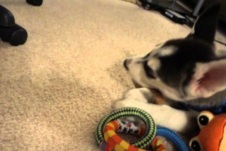 Spoiled Rotten Husky Puppy