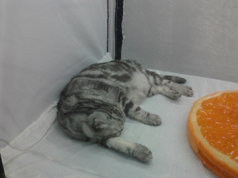 Александра Кравченко | Москва