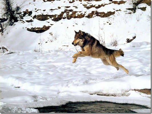 Дмитрий Шафиков |