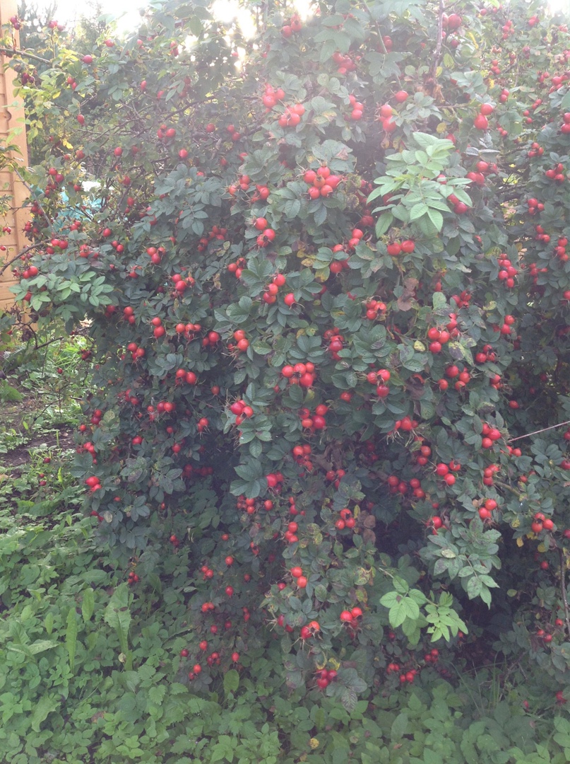 Елена Солнечная | Санкт-Петербург