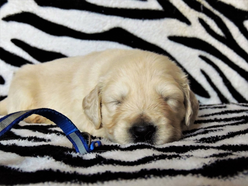 Елена Коваленко |