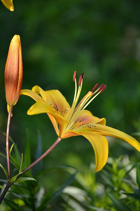 Free Images : blossom, stem, leaf, bloom, floral, environment, herb, natural, bo