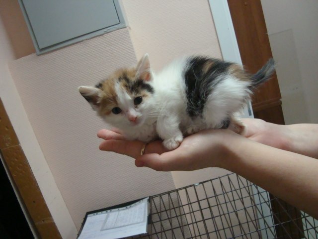 Екатерина Кошкина | Москва