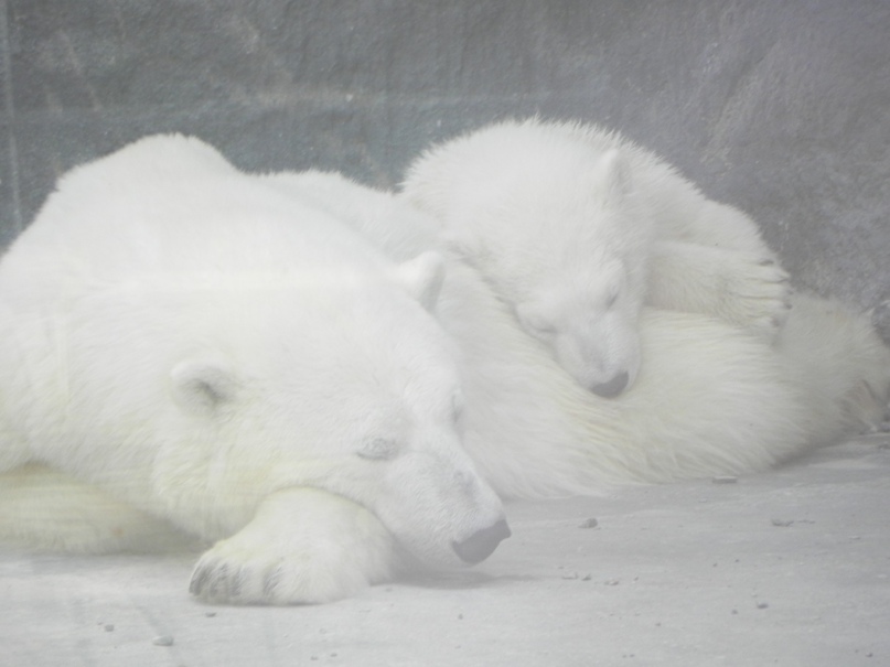 Оксана Лапина | Платнировская