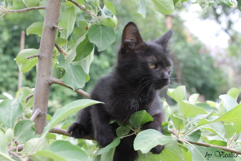 Василиса Котова | Астрахань
