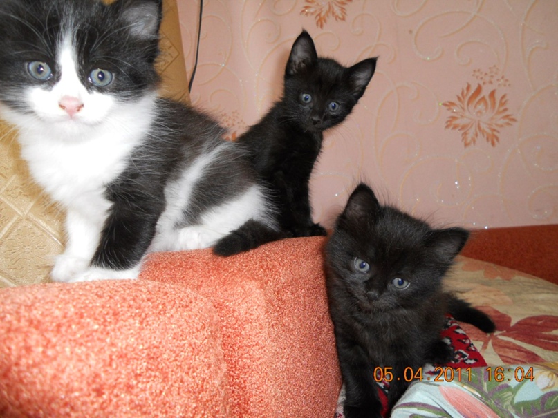 Эльвина Галеева ☺ашотик I ♥ рыжик☺ | Васильево