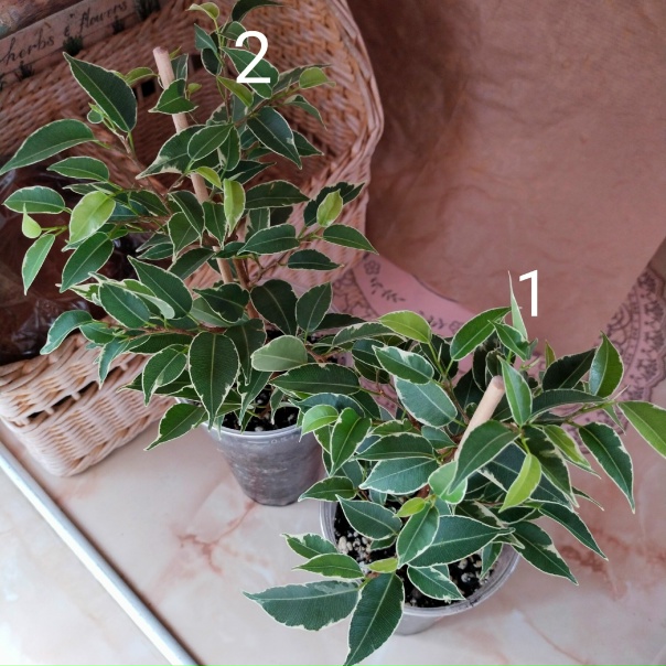 Фикус нина фото и описание Фикус нина фото и описание