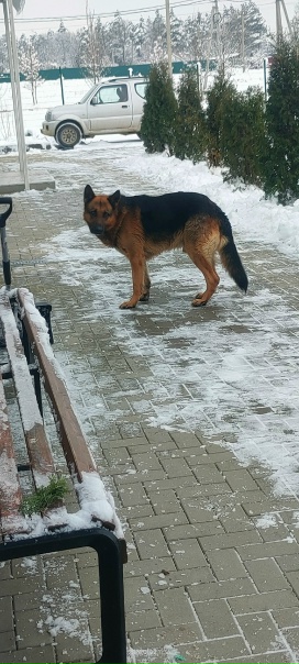 Здравствуйте. Центр единоборств овчарка, кобель...