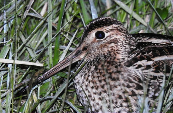 Great Snipe dubbelbeckasin Gallinago media Daniel Pettersson Flickr