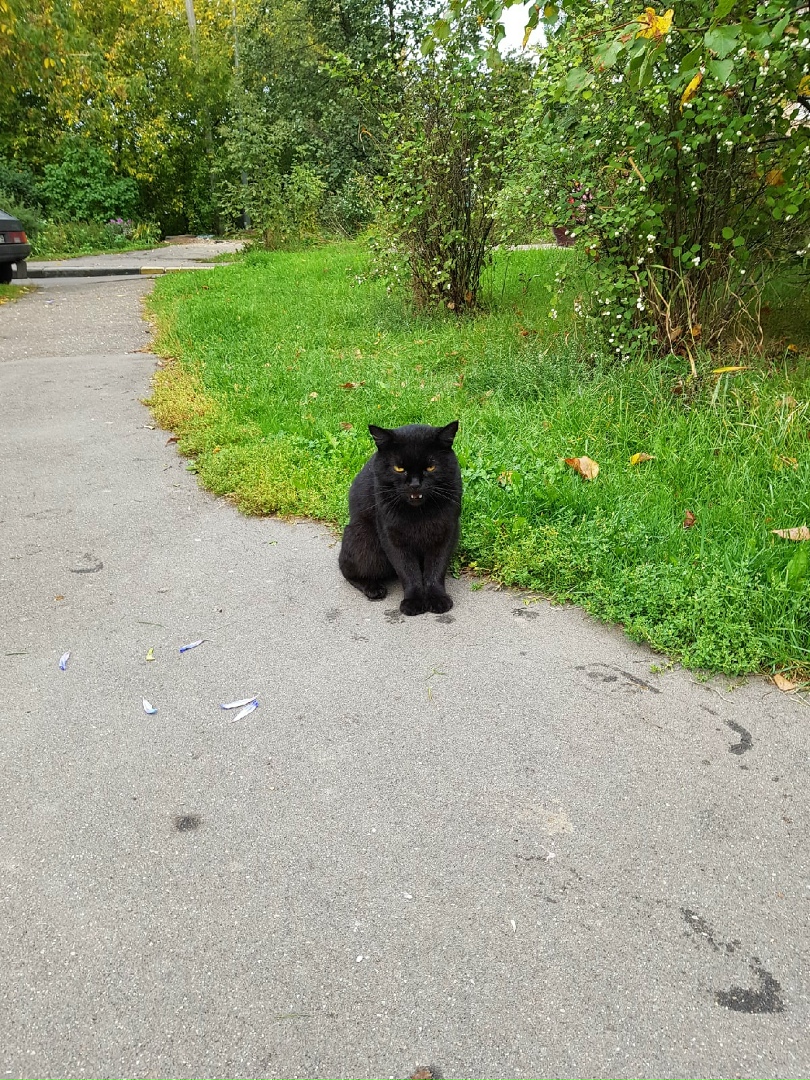 Зеленоград коты фото Зеленоград коты фото