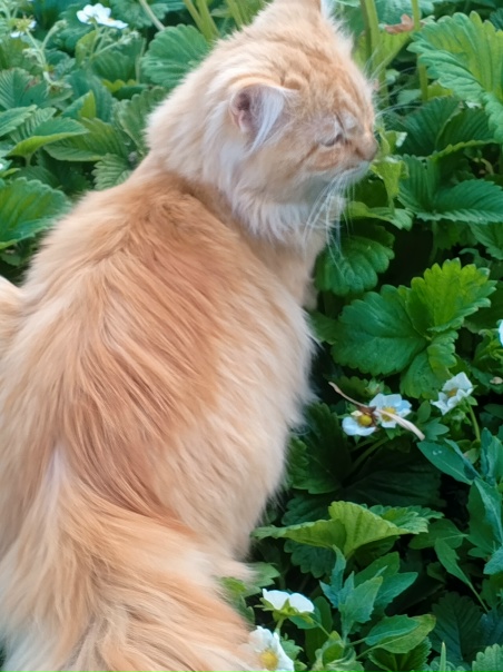 Барсик ждёт ягоды! 😊